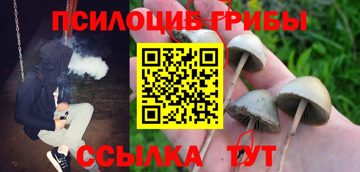 Псилоцибиновые грибы Cubensis Чистополь